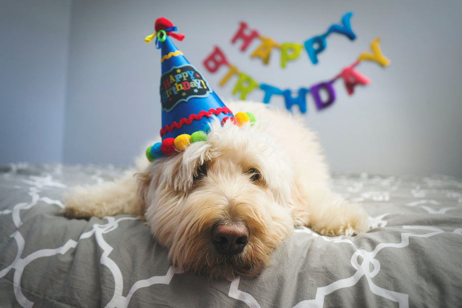 Pawsome Dog Birthday Ideas